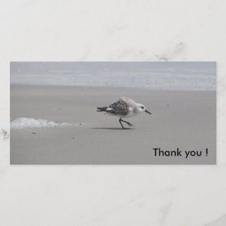 Tarjeta De Agradecimiento ¡Sanderling, gracias!