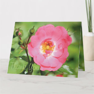 Tarjeta De Agradecimiento Sassy Pink Rose, Gracias