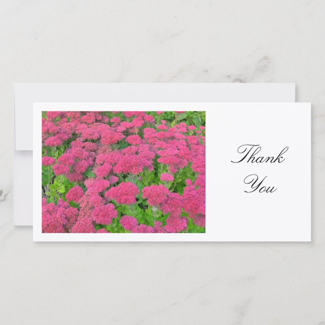 Tarjeta De Agradecimiento Sedum (Alegría de Otoño) - Gracias (Anverso)