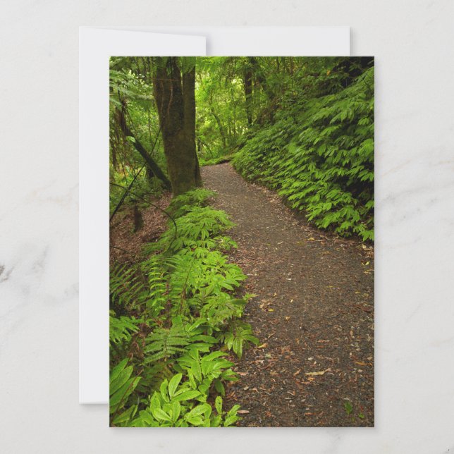 Tarjeta De Agradecimiento Sendero a través del bosque (Anverso)