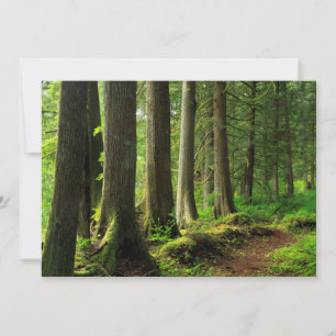 Tarjeta De Agradecimiento Sendero escénico del bosque verde