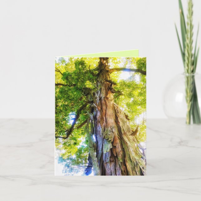 Tarjeta De Agradecimiento Shagbark Hickory Greeting Card (Anverso)