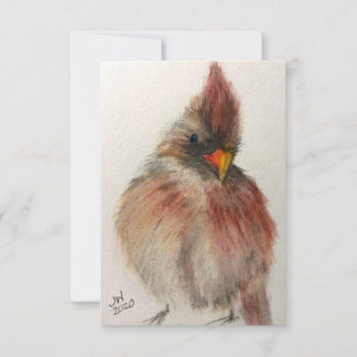 Tarjeta De Agradecimiento Shy Red Cardinal Note Card