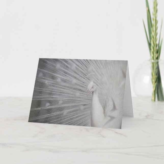 Tarjeta De Agradecimiento SnowPeacock (Anverso)