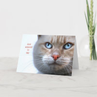 Solo quería decir (cara de gato)
