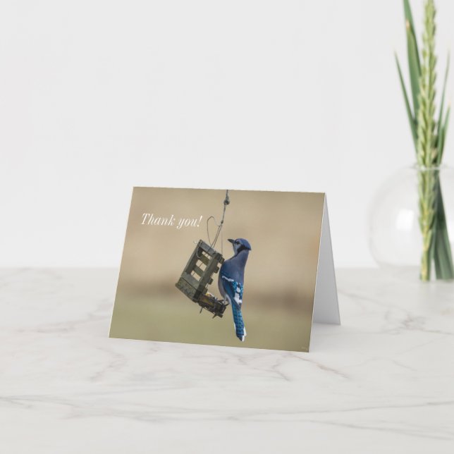 Tarjeta De Agradecimiento Swinging Blue Jay Thank You Card (Anverso)