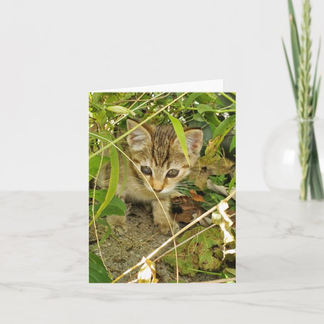 Tarjeta De Agradecimiento Tabby kitten (Anverso)