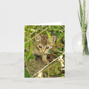 Tarjeta De Agradecimiento Tabby kitten