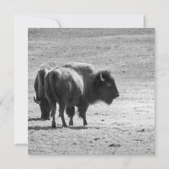 Tarjeta De Agradecimiento The Mighty Buffalo  (Anverso)