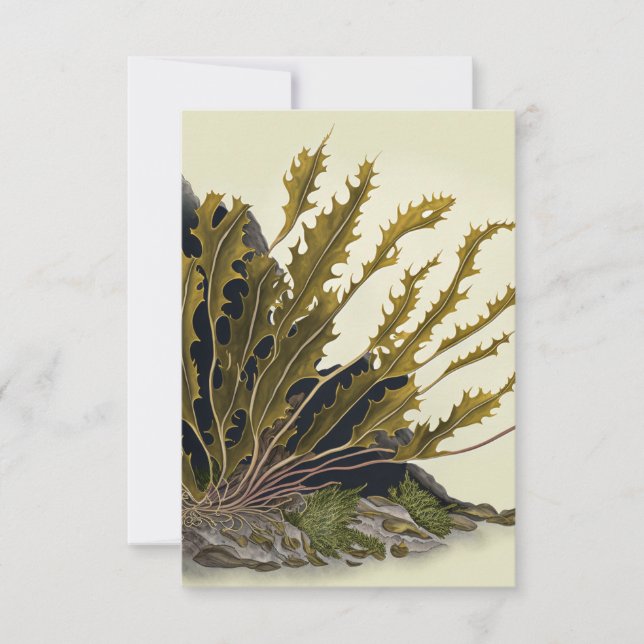 Tarjeta De Agradecimiento Tidal Fronds (Anverso)