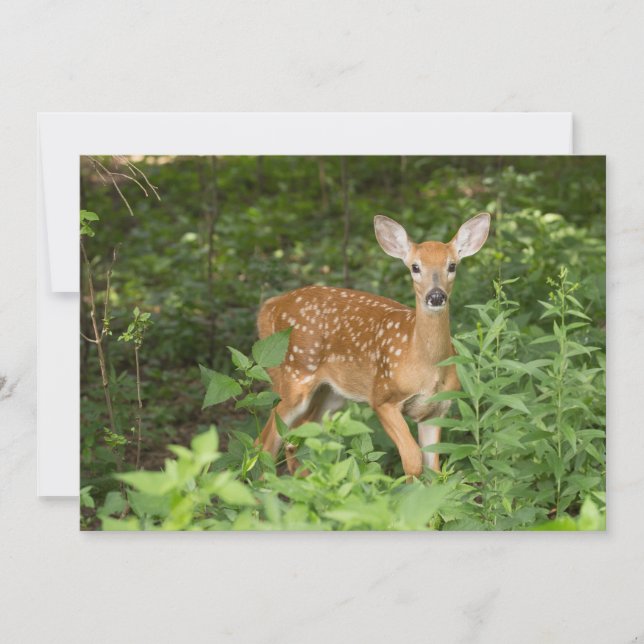 Tarjeta De Agradecimiento Todavía Tiene Sus Puntos - Fawn Notecard (Anverso)