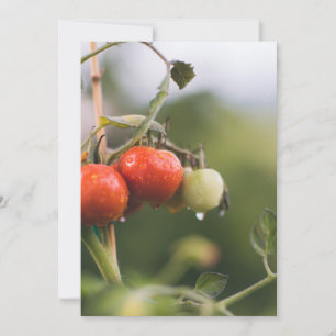 Tarjeta De Agradecimiento tomates mojados en la vid
