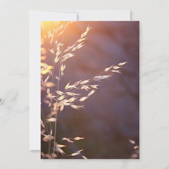 Tarjeta De Agradecimiento trigo por la mañana (Anverso)