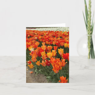 Tarjeta De Agradecimiento Tulipanes naranjas en campo, Woodburn, OR