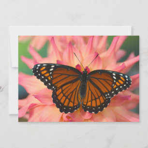 Tarjeta De Agradecimiento Un imitador de la mariposa monarca