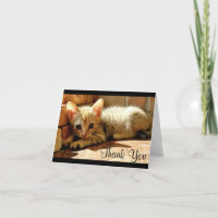 Un pequeño gatito lindo gracias