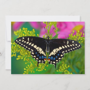 Tarjeta De Agradecimiento Una Mariposa Cola de Golondrina Aterrizando