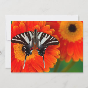 Tarjeta De Agradecimiento Una mariposa cola de golondrina cebra