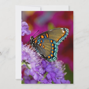 Tarjeta De Agradecimiento Una mariposa cola de golondrina de especias