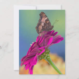 Tarjeta De Agradecimiento Una mariposa cola de golondrina   Papilio Multicau