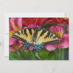 Tarjeta De Agradecimiento Una mariposa cola de golondrina tigre