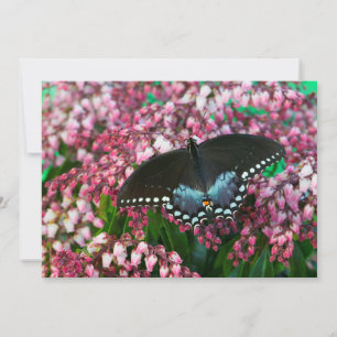 Tarjeta De Agradecimiento Una Mariposa de Azufre En La Familia Phoebis