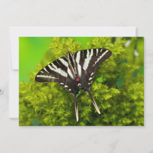 Tarjeta De Agradecimiento Una mariposa de cola Swallowtail norteamericana