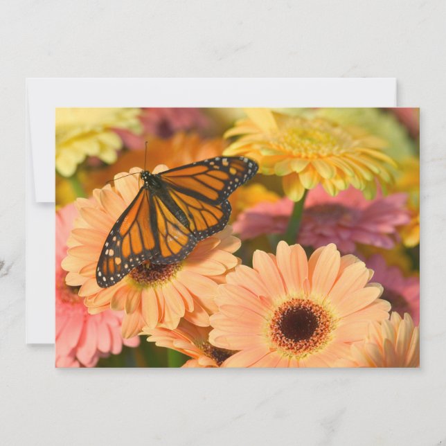 Tarjeta De Agradecimiento Una Mariposa Manto de Luto (Anverso)