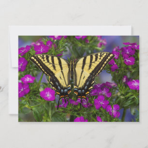 Tarjeta De Agradecimiento Una mariposa vicerrey sobre flores rosa oscuro