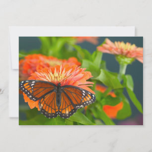 Tarjeta De Agradecimiento Una mariposa virrey en zinnias naranjas
