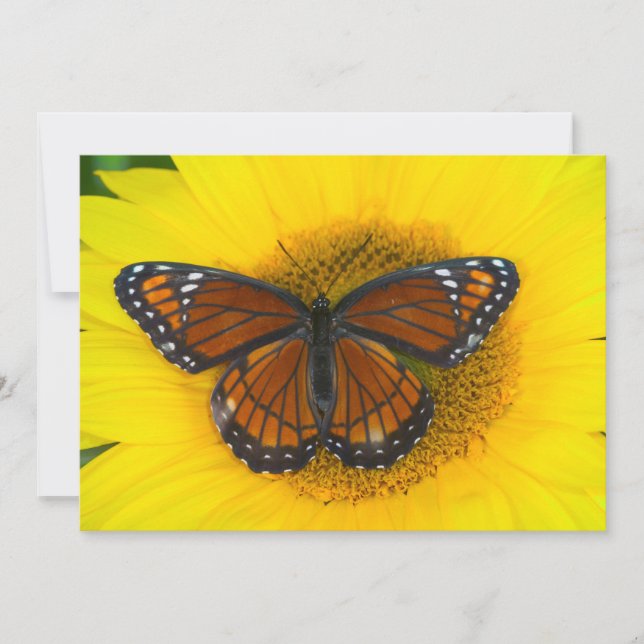 Tarjeta De Agradecimiento Una Mariposa Virrey | Limenitis Archippus (Anverso)