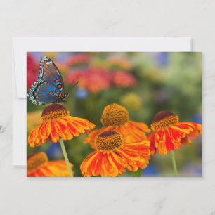 Tarjeta De Agradecimiento Una Papilio troilus, Papilio troilus