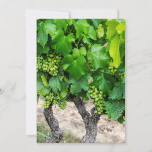 Tarjeta De Agradecimiento Uvas para vino en crecimiento, Francia