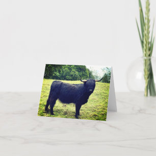 Tarjeta De Agradecimiento Vaca de las Highlands escocesas <Blank Inside>