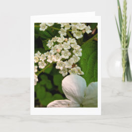 Tarjeta De Agradecimiento Viburnum a lo largo del sendero Sterling Pond