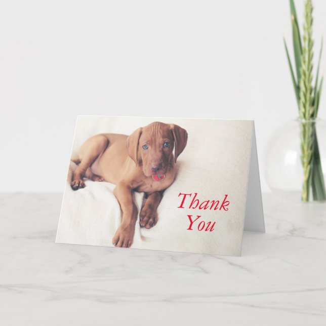 Tarjeta De Agradecimiento Vizsla Puppy (Anverso)