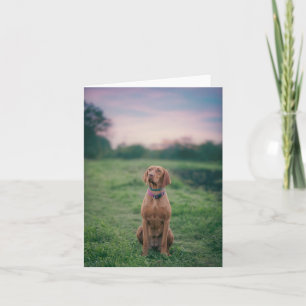 Tarjeta De Agradecimiento vizsla sentado
