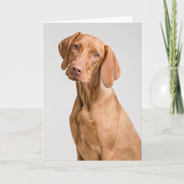 Tarjeta De Agradecimiento Vizsla Sporting Dog (Anverso)