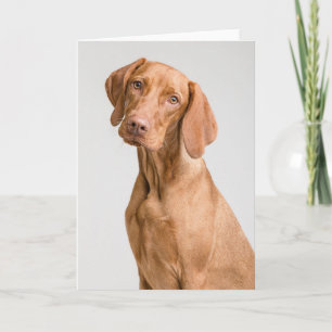 Tarjeta De Agradecimiento Vizsla Sporting Dog