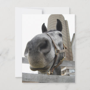 Tarjeta De Agradecimiento Wanna Horse Around