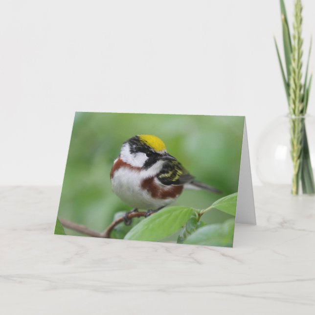 Tarjeta De Agradecimiento Warbler castaño (Anverso)