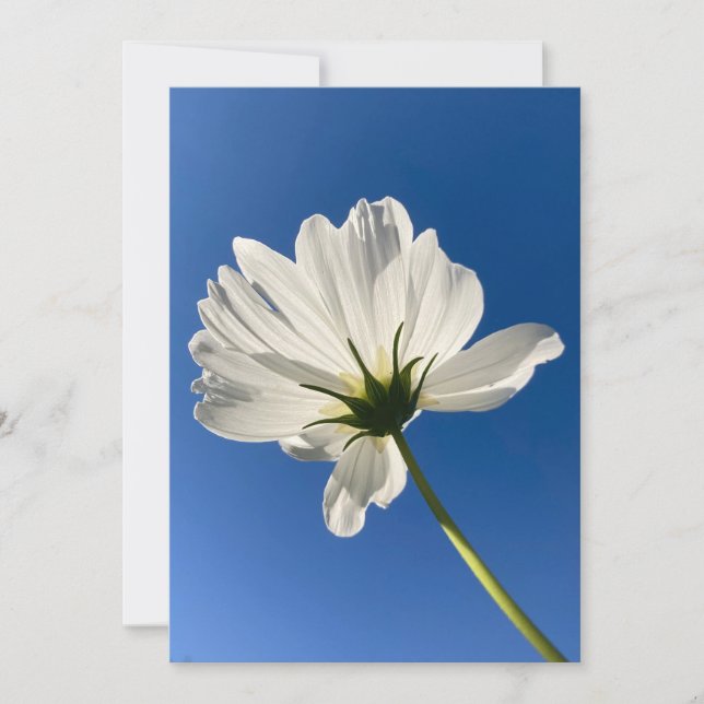 Tarjeta De Agradecimiento White Wild Flower Card (Anverso)