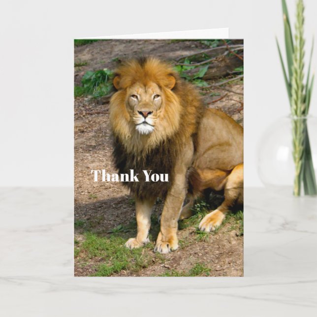 Tarjeta De Agradecimiento Wildlife African Lion Sitting Photo (Anverso)