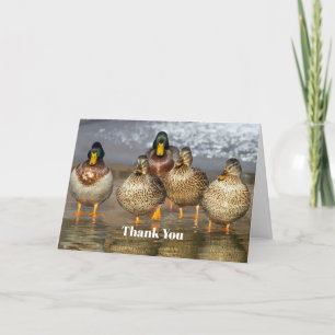 Tarjeta De Agradecimiento Wildlife Mallard Ducks