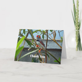 Tarjeta De Agradecimiento Wildlife Zebra Finch