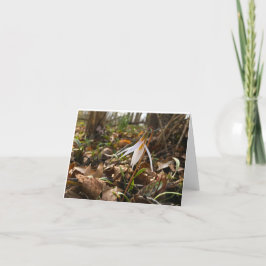 Tarjeta De Agradecimiento Woods Walking Inspirations Gracias Cartas