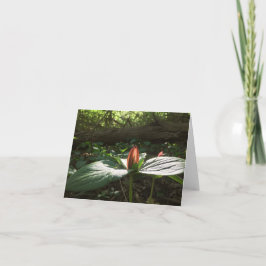 Tarjeta De Agradecimiento Woods Walking Trillium Gracias Cartas