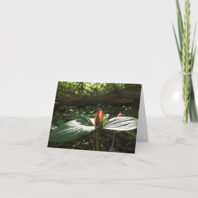 Tarjeta De Agradecimiento Woods Walking Trillium Gracias Cartas (Anverso)