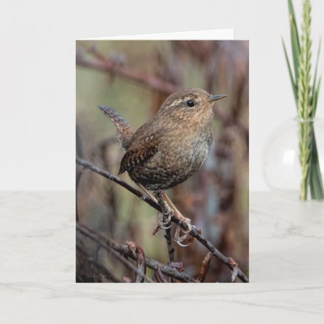 Tarjeta de agradecimiento Wren del Pacífico (Anverso)
