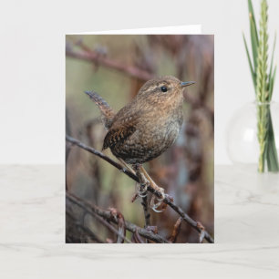 Tarjeta de agradecimiento Wren del Pacífico